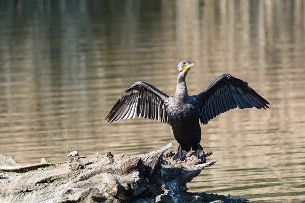 Double Crested Cormorant Dries Wings Stands Log Pond — Stock Photo, Image
