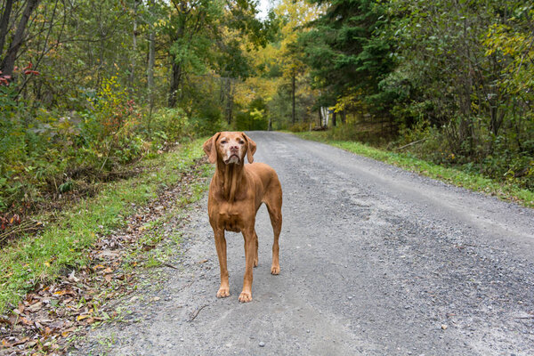 An older vizsla dog (hungarian pointer) stands on a dirt road in autumn.