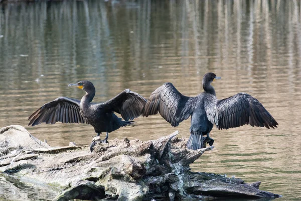 Zwei Doppelhaubenkormorane Trocknen Ihre Flügel Während Sie Auf Einem Baumstamm — Stockfoto
