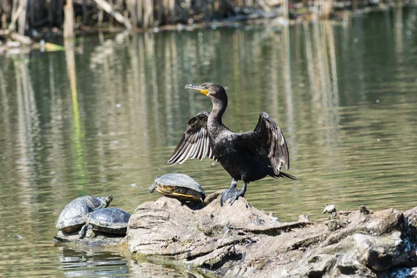 Double Crested Cormorant Dries Wings Shares Log Several Turtles — Stock Photo, Image