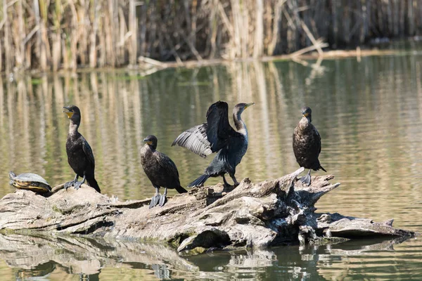 Quatre Cormorans Aigrettes Sur Une Bille Dans Étang Avec Une — Photo