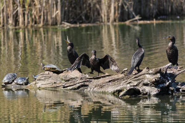 Quatre Cormorans Aigrettes Partagent Tronc Dans Étang Avec Plusieurs Tortues — Photo