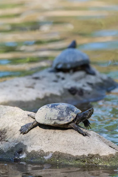 Κόκκινα Eared Slider Χελώνα Που Βρίσκεται Πάνω Βράχο Μια Λίμνη — Φωτογραφία Αρχείου