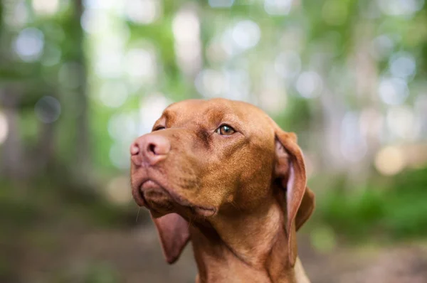 Nahaufnahme Porträt Eines Vizsla Hundes — Stockfoto