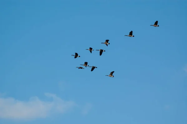 一群正在飞行的加拿大鹅 — 图库照片