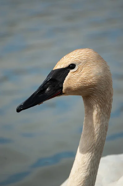 Portrait Head Neck Trumpeter Swan — Stock Photo, Image