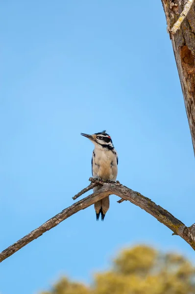 Pica Pau Peludo Pousa Galho Árvore Morta — Fotografia de Stock