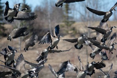 Kanada Kazlar Grubu uçuş.