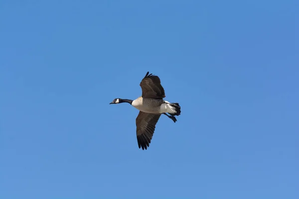 Ganso de Canadá solitario volando a través de un cielo azul — Foto de Stock