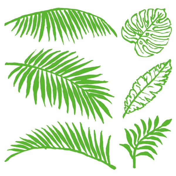 Yaz Tropikal Yaprakları Kümesi Elle Çizilmiş Çizimler — Stok Vektör