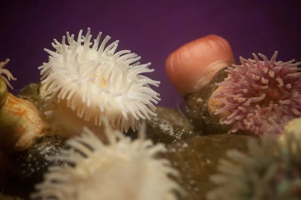 Deniz Anemone tentacles — Stok fotoğraf