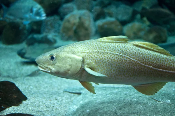 Kabeljauw vissen drijvend in aquarium — Stockfoto