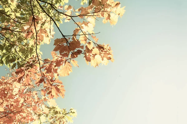 Sonbahar Parkında Renkli Yeşillikler Sonbahar Gökyüzü Arkaplanı Sonbahar Ağaçları Vintage — Stok fotoğraf
