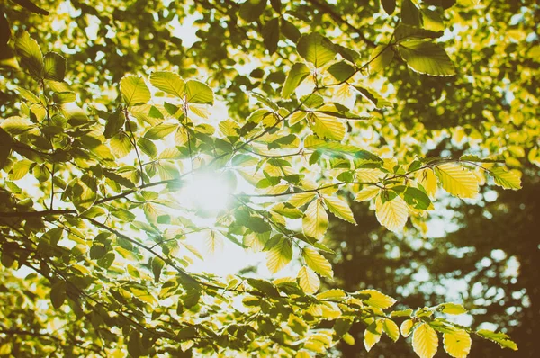 Frisch Grüne Blätter Jahrgang Schuss — Stockfoto