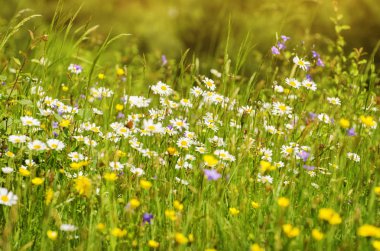 Bahar ya da yaz çiçek ve çim