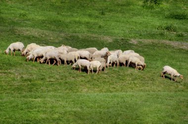Yeşil çim koyun sürüsü