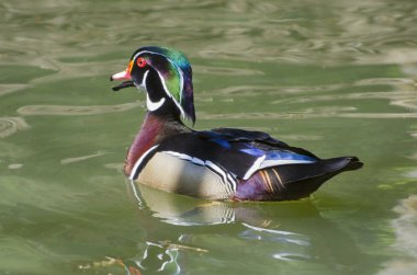 Ahşap ördek veya Carolina ördek (AIX sponsa)