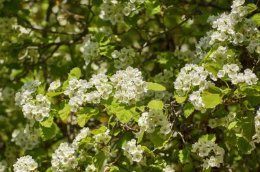 Güneşli bir gün bahar beyaz çiçeği