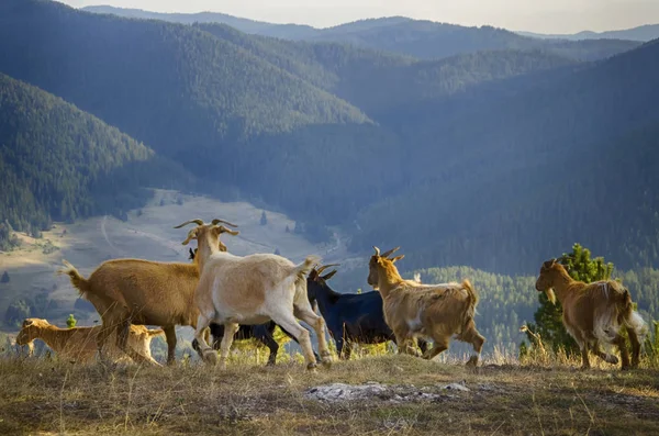 Foto Las Cabras Salvajes Las Montañas —  Fotos de Stock