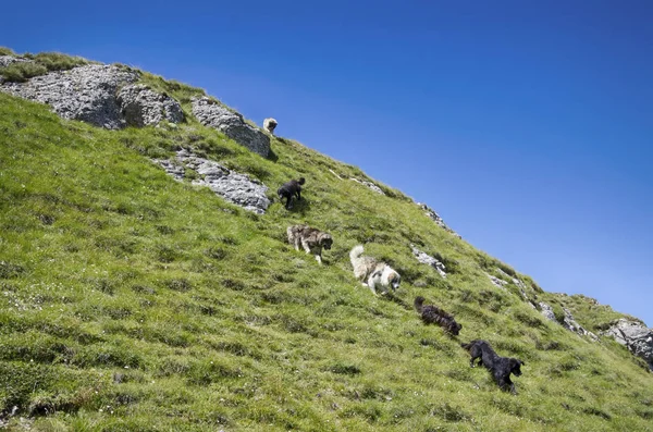Honden Van Herder Bergen Van Roemenië — Stockfoto