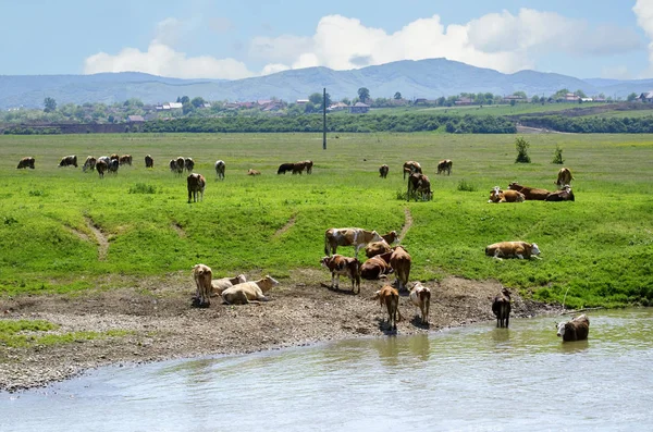 Koe Kruid Buurt Van Water Roemenië — Stockfoto