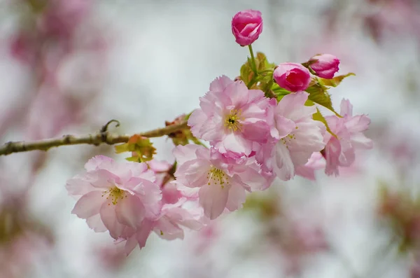 Sacura 春にピンクの花 — ストック写真
