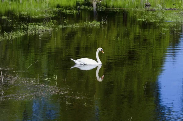Single White Swan Swan Swimming Pond — стоковое фото