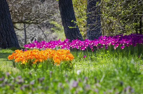 Tulipanes Primavera Jardín — Foto de Stock