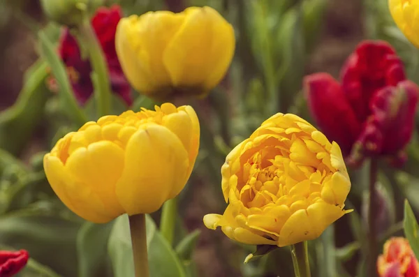 Tulipas Primavera Jardim — Fotografia de Stock