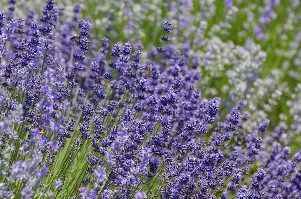 Foto Van Lavendel Paarse Bloesem — Stockfoto