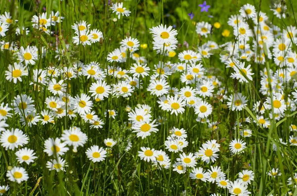 Frühling Oder Sommer Blumen Und Gras — Stockfoto