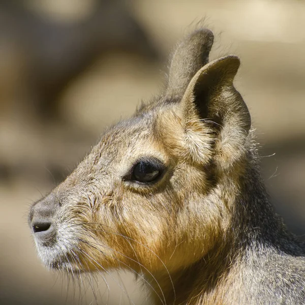 Kapybara Porträtt Solig Dag — Stockfoto