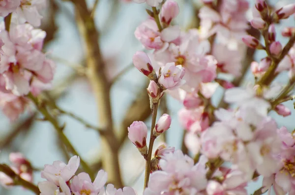 นหล งดอกไม ใบไม ลมอนด — ภาพถ่ายสต็อก