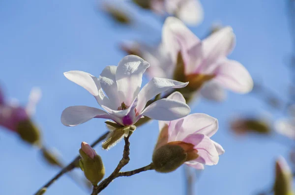 Lente Van Magnolia Blossom Zonnige Dag — Stockfoto