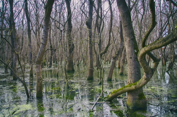 Jarní Prázdný Les Povodeň — Stock fotografie