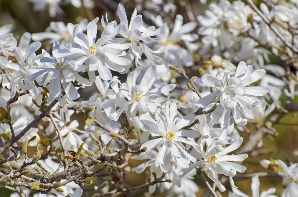 Lente Van Magnolia Blossom Zonnige Dag — Stockfoto