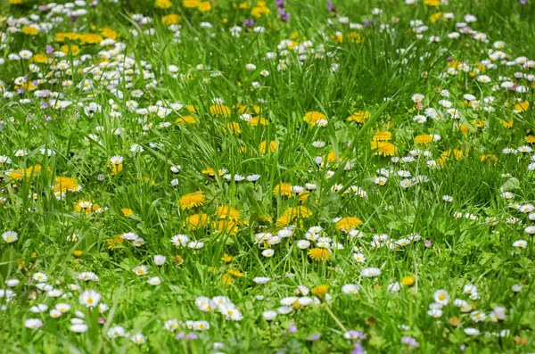 Frühling Oder Sommer Blumen Und Gras — Stockfoto