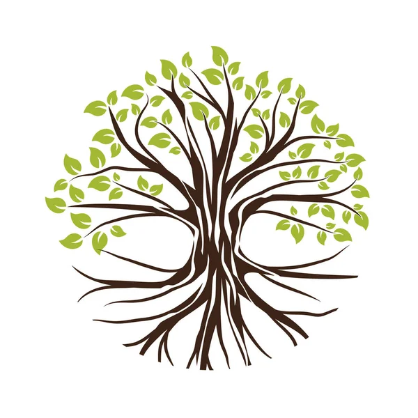 Απεικόνιση Του Oak Tree Στρογγυλό Σχήμα Μπορεί Χρησιμοποιήσει Λογότυπο — Διανυσματικό Αρχείο