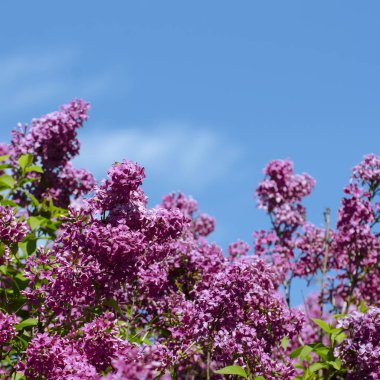 Lilac Bush Mavi gökyüzü üzerinde