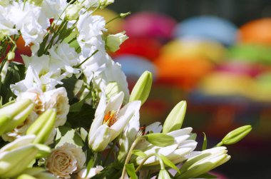 Lily Çiçek Renkli Arka Plan Over