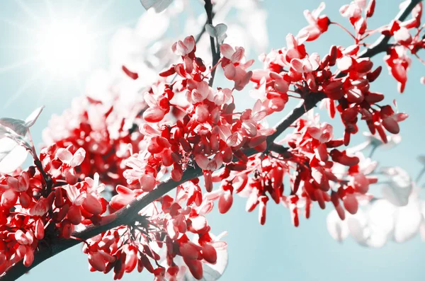 Spring Blossom — Stock Photo, Image