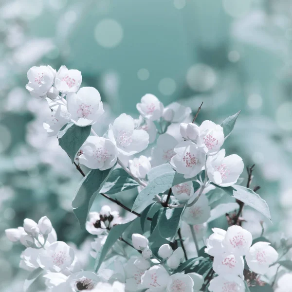 Jasmine Flower — Stock Photo, Image