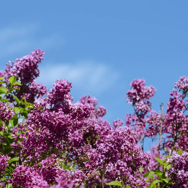 Lilac Bush nad błękitnym niebem — Zdjęcie stockowe