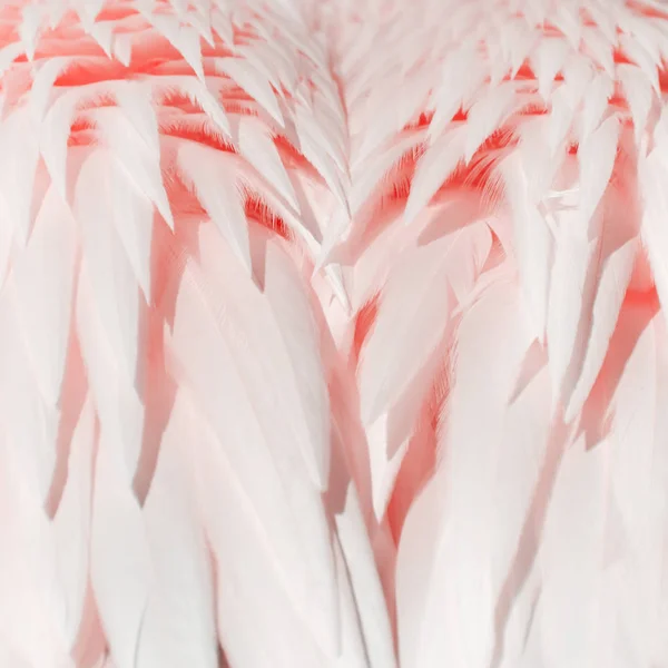 粉红色的羽毛背景 — 图库照片