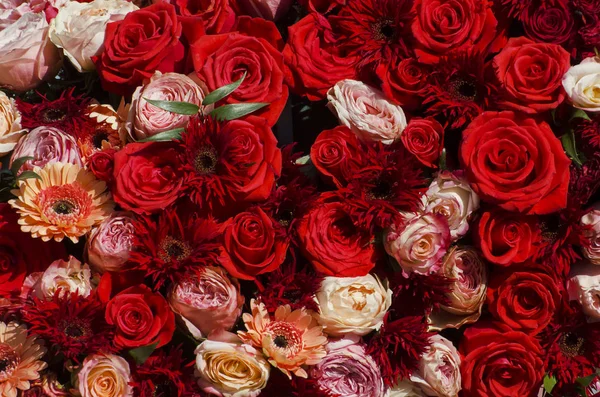 Růže květ pozadí — Stock fotografie