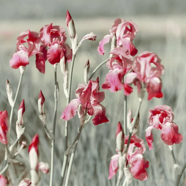 Flores rosa da íris — Fotografia de Stock