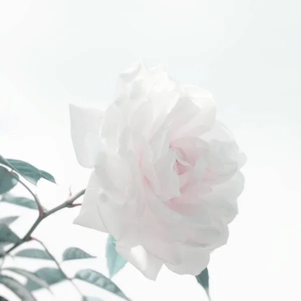 White Rose Flower — Stock Photo, Image