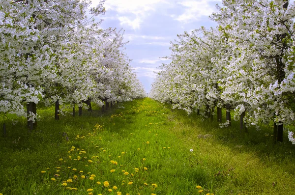 Jardín de primavera en flor —  Fotos de Stock