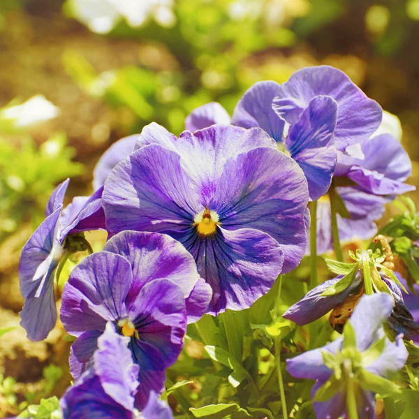 Pansy Flowers — Stock Photo, Image