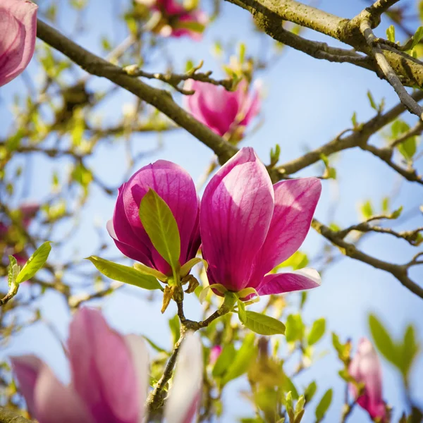 Pink Magnolia Blossom — Stock Photo, Image